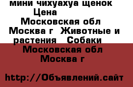 мини чихуахуа щенок › Цена ­ 10 000 - Московская обл., Москва г. Животные и растения » Собаки   . Московская обл.,Москва г.